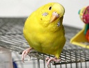 Клетка для попугая